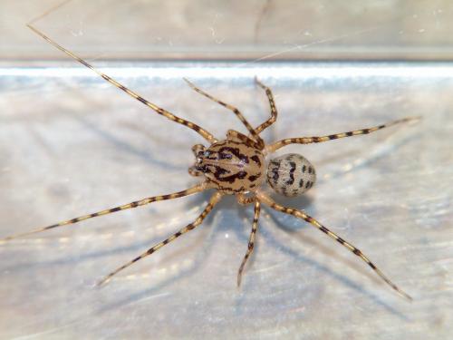 Réf. 247 742 : Scytodes thoracica